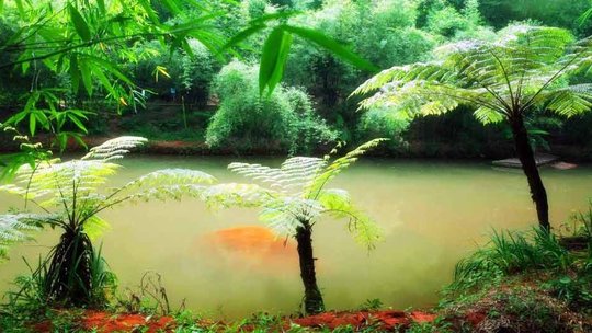 中国侏罗纪公园（赤水桫椤国家级自然保护区）